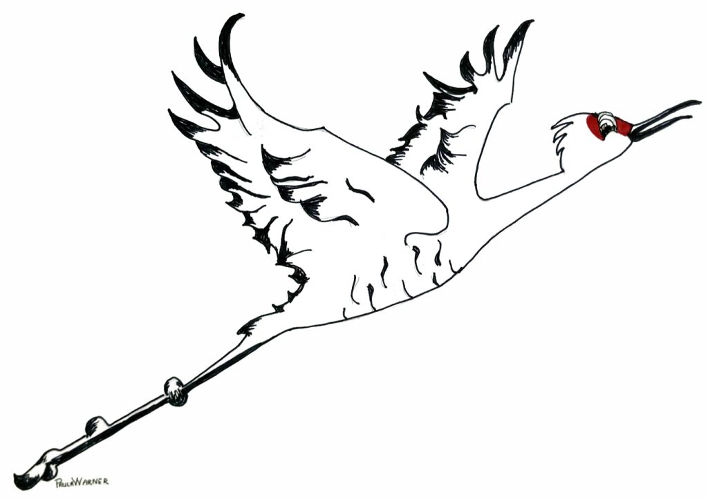 Sandhill Crane drawing