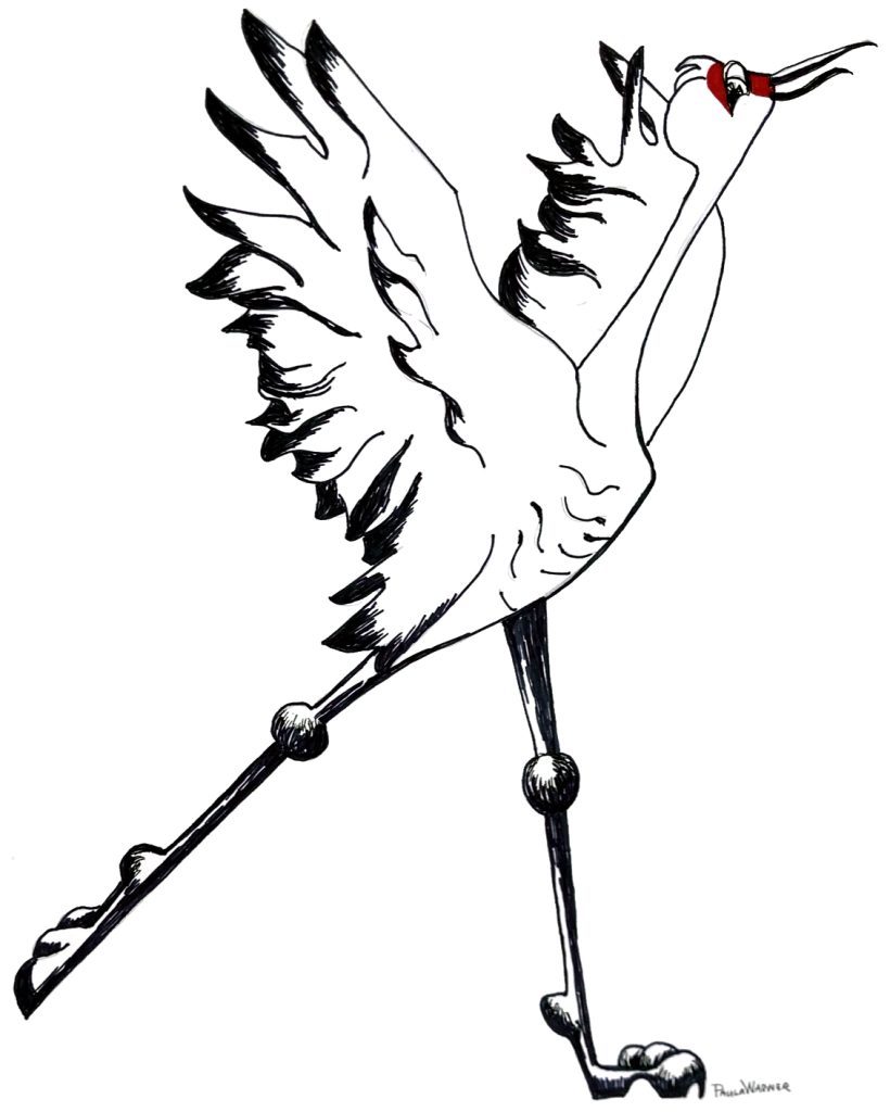 Sandhill Crane drawing